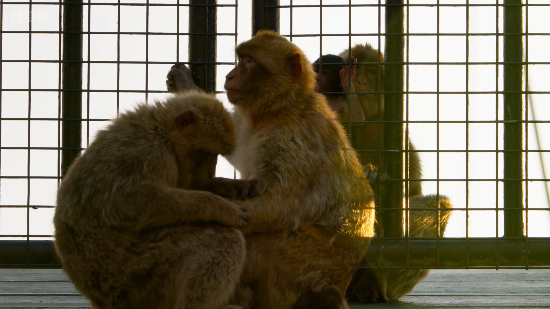 Barbary macaque (Macaca sylvanus) as shown in Seven Worlds, One Planet - Europe